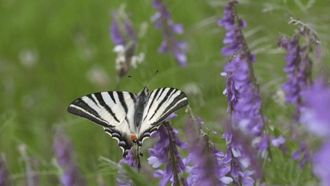 The Sailboat butterfly, or machaon (Papilio machaon) is a large, colorful butterfly of the family Papilionidae. The ancient Romans believed that butterflies were flowers that were plucked by the wind.