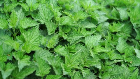 Green nettle leaves close up. Nettle bush with thick leaves grows in the garden