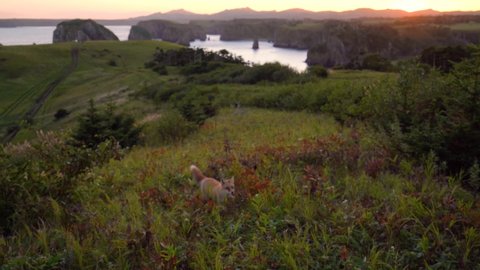 Amazing sunset in Nameless Bay on Shikotan Island, Kuril Islands, with a fox in the foreground.