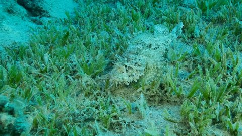 Close-up, Scorpionfish hiding among green sea grass. Tasseled Scorpionfish, Small-scaled Scorpionfish (Scorpaenopsis oxycephala). Camera moving forwards. Slow motion