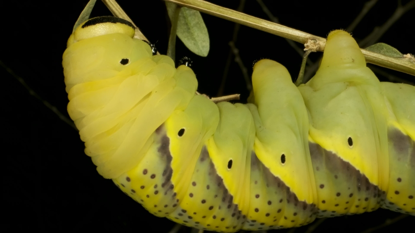 Larva (caterpillar) of butterfly Death