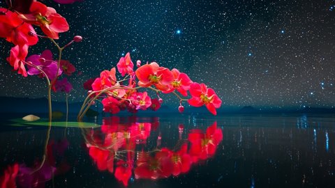 Romatic branch of blooming orchid flowers with starry night sky. Clean close-up shot with DOF. White phalaenopsis orchids. Floral background perfect for spa, valentines day, mother's day. Dreamy.