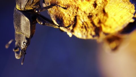 An insect is sitting on the tree and looking down moving its antennas at summer evening. The horned stag beetle is in the woodland at sunset filmed in closeup. Macro footage of a black bug on the twig