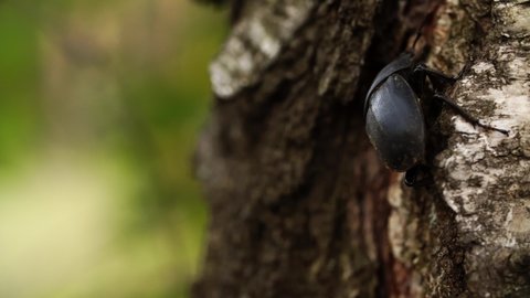 Stag beetle is climbing on the tree trunk in summer forest filmed in macro. A big insect crawls on plant in the wood at daytime in closeup. Theme of alive creatures in environment. Entomology concept.