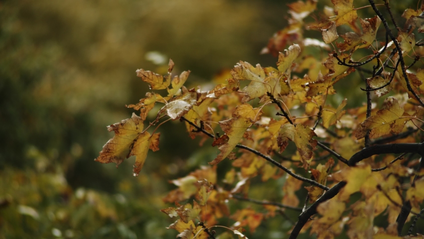 Autum leaves moving slowly with the wind