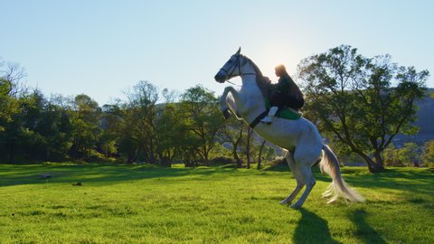 A country teenage girl on a horse rearing up. The horse rears up in the green meadow under sun rays
