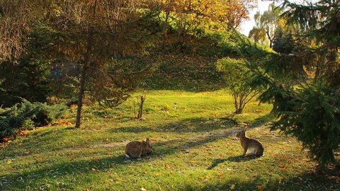Autumn landscape with wild rabbits.