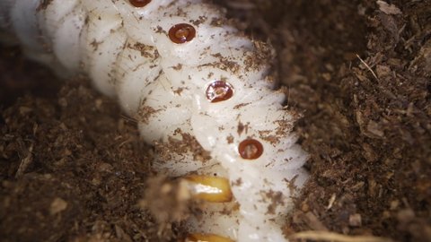 This macro time lapse video shows a super close up view of a large grub digging underground in dirt.