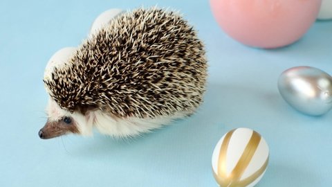 Easter eggs and African pygmy white-bellied hedgehog. Easter mood. Easter holiday. Hedgehog and easter eggs on a blue background. 4k footage