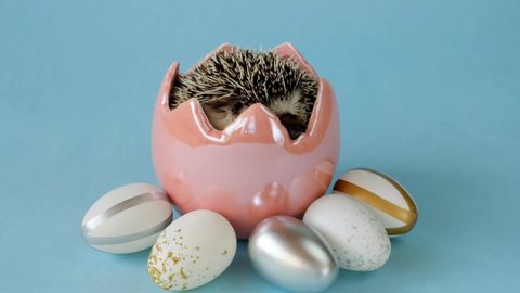 Easter. Hedgehog in a ceramic egg and easter eggs on a blue background.Easter eggs and African pygmy white-bellied hedgehog. Easter mood. 4k footage