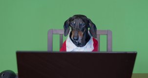 Portrait of funny dachshund dog in white shirt and red jacket sits in front of laptop monitor, nervously and quickly pressing keys of keyboard. A tense moment in video game.