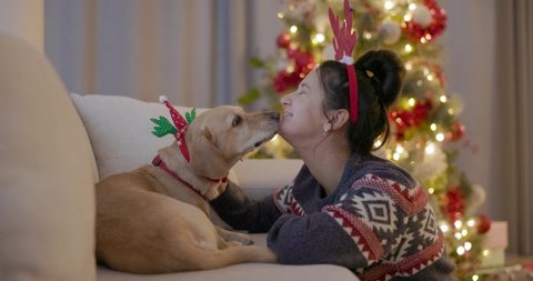 Little dog is licking face of laughing girl while wearing Christmas antlers sitting on sofa at home. Happy young woman celebrating festive season with yellow dog by christmas tree