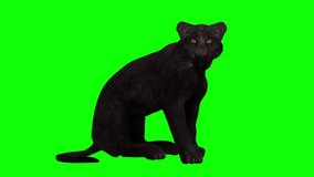 Black Panther - Seating and Roaring - 3D Animation Loop - Green Screen