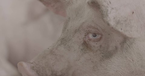 Pig farming. RAW 4K footage.