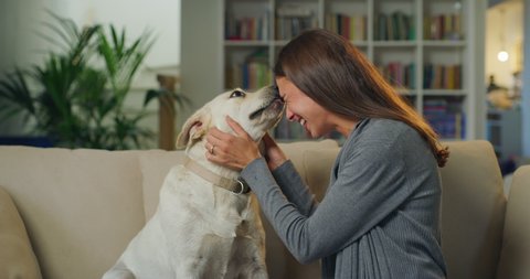Cinematic shot of young happy smiling woman is caressing and kissing with affection her lovely labrador retriever dog puppy while having fun together on sofa in living room at home.