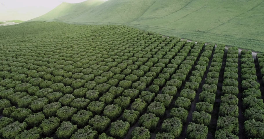 Olive Plantation in Bakersfield, California. Beautiful Sunset Light