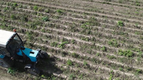 AERIAL VIEW: farmer in a tractor mowing potato tops in a field before digging up a crop of root crops. Concept of agribusiness.