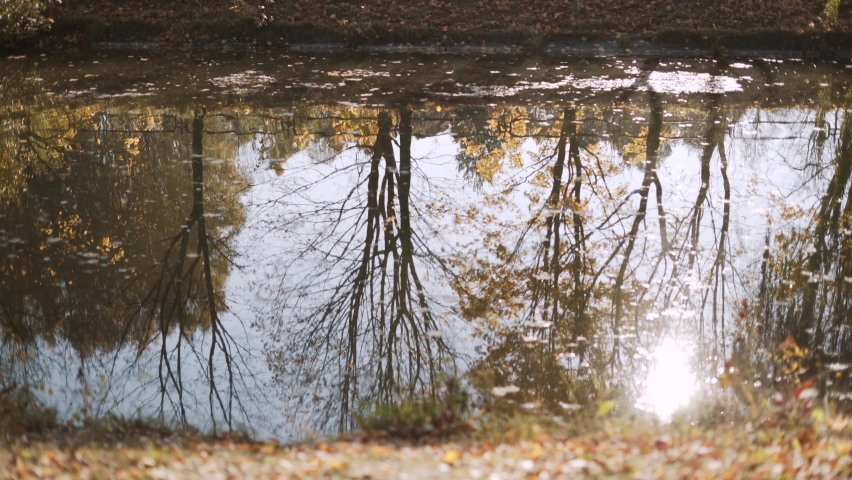 Reflection in ripples of water surface pond of trees with bare trunks and yellow leaves. Reservoir is covered with fallen autumn foliage. Autumn in the city park.