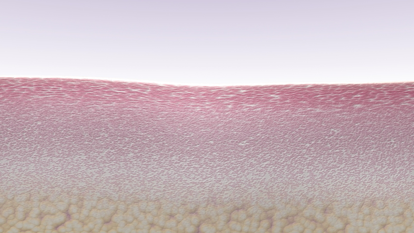 Skin aging process. Destruction of collagen fibers in the skin and wrinkle formation. 3d animation showing skin tissue cross-section and extracellular matrix structure.  Royalty-Free Stock Footage #1081398683