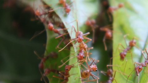 The little ants ( Oecophylla smaragdina) on duty as guard to defend their home