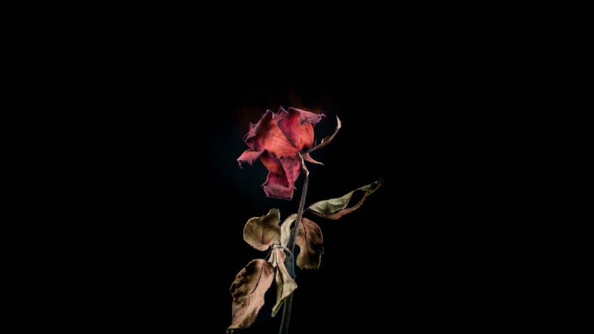 Tears on a withered flower читать. Wither Rose Art.