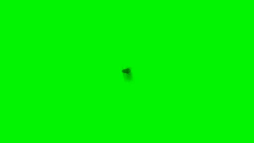 Fly Flying on Green Screen Royalty-Free Stock Footage #1081408898