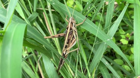 Grasshopper sitting on green leaf 