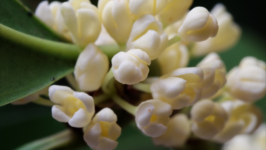 Time lapse footage of blooming sweet-scented osmanthus, from bud to full blossom, tiny yellow flowers with sweet fragrance, 4k video close up view. | Shutterstock HD Video #1081412753