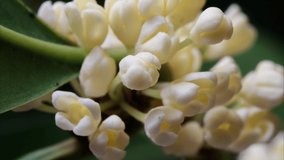 Time lapse footage of blooming sweet-scented osmanthus, from bud to full blossom, tiny yellow flowers with sweet fragrance, 4k video close up view.
