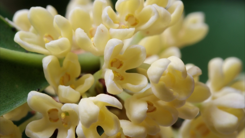 Time lapse footage of blooming sweet-scented osmanthus, from bud to full blossom, tiny yellow flowers with sweet fragrance, 4k video close up view. Royalty-Free Stock Footage #1081412753