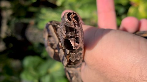 The boa constrictor (Boa constrictor), also called the red-tailed boa or the common boa, is a species of large, non-venomous, heavy-bodied snake that is frequently kept and bred in captivity
