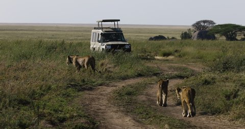 AFRICA,TANZANIA,CIRCA 2021.Tourists in a 4x4 safari vehicle watching a lioness and her cubs in African savannah grasslands