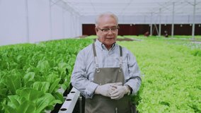 asian elder male business owner walking pesent growing organic arugula on hydroponics farm.video conference talking, sustainable business artificial lighting,Concept of growing organic vegetable
