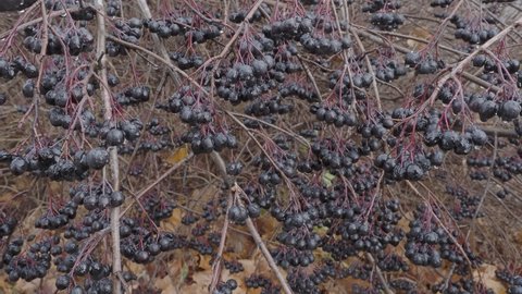 Bunches of ripe chokeberry berries sway in the wind on a bush in autumn