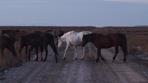 The Onaqui wild horse herd crossing a dirt road in the West desert in the Utah Wilderness at dusk.