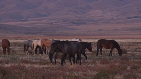 Horses trying to bite each other in the Onaqui wild horse herd in the Utah desert.
