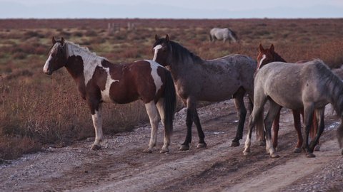 Wild horses standing on dirt road in the West desert of Utah at dusk.
