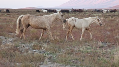 Onaqui wild horse heard in the Utah desert during sunset flowing horses moving across the land.