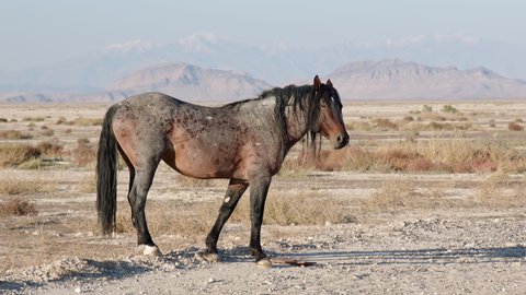 Wild horse stallion walking across pony express dirt road in the Utah West desert, looking worn down.