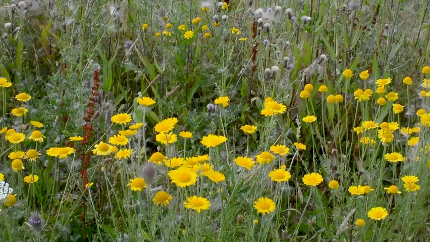 Meadow with yellow flower in the wind
