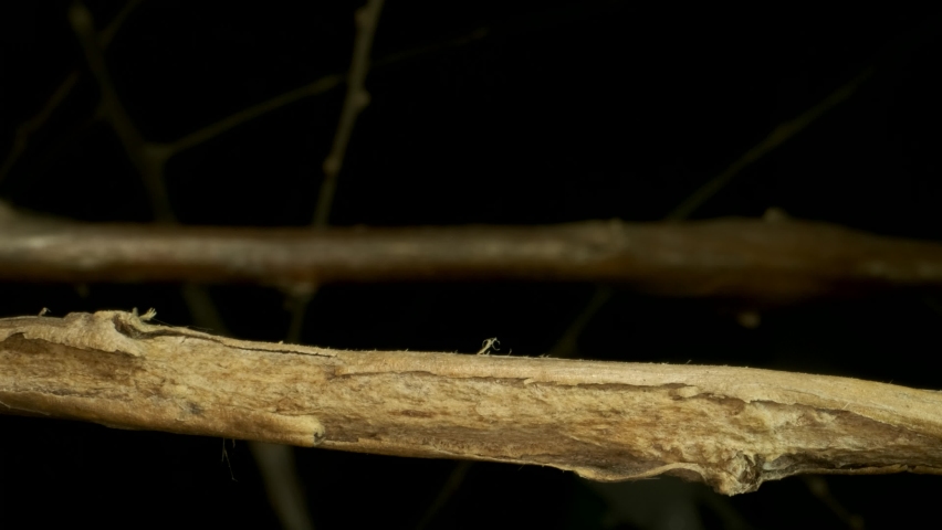 Larva (caterpillar) of butterfly Death