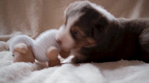 Australian Shepherd puppy red tricolor with white stripe on its head lies on sheepskin blanket and plays with toy sheep. Aussie puppy sharpens his teeth and nibbles toys. Shepherd kennel.