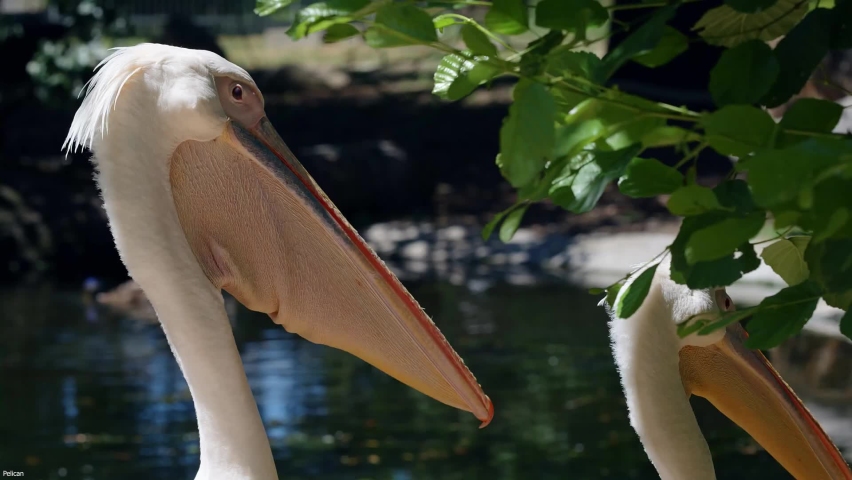 Two pelican bird eating food with green and watery Background Close-up view of birds
