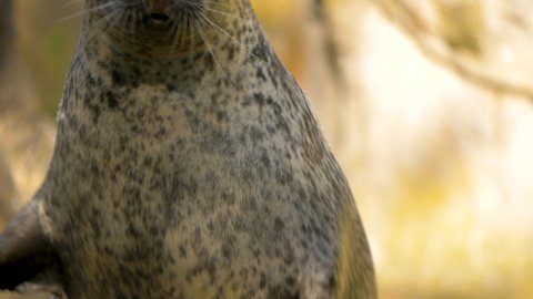 Slow-motion of a scared harbour Seal (Phoca vitulina)ing on land.