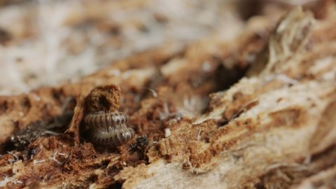 Macro close up of a millipede unrolling and walking away into a piece of wood