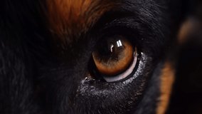 Macro of the eye of the dog. Black and tan dog, brown eye. - Powered by Shutterstock - Get 15% off with code: PIKWIZARD15