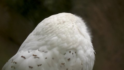 Close-up of a tired snowy owl (Bubo scandiacus).
