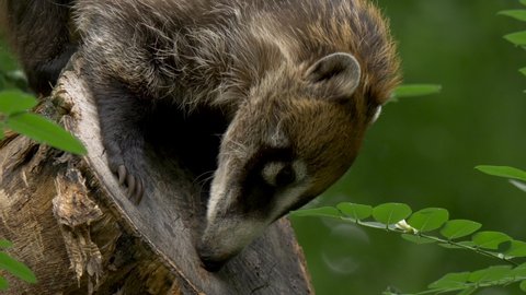 Close-up of a White-Nosed Coati (Nasua narica) searching for insects in a dead tree.