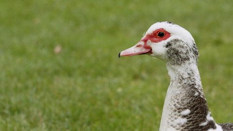 Close up of a muscovy duck walking out of frame