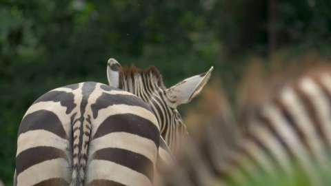 Zebra (Equus quagga)ing in slow motion.